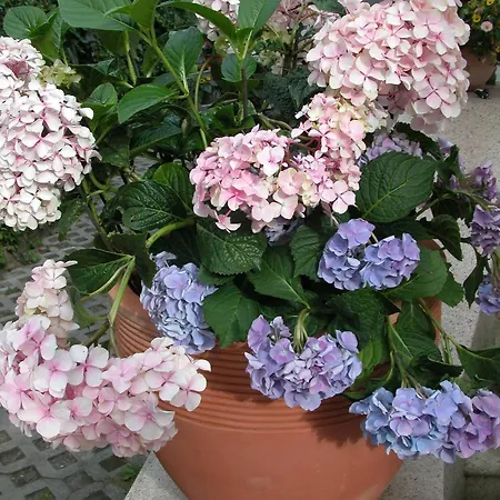 Appartement Akazienhaus 4